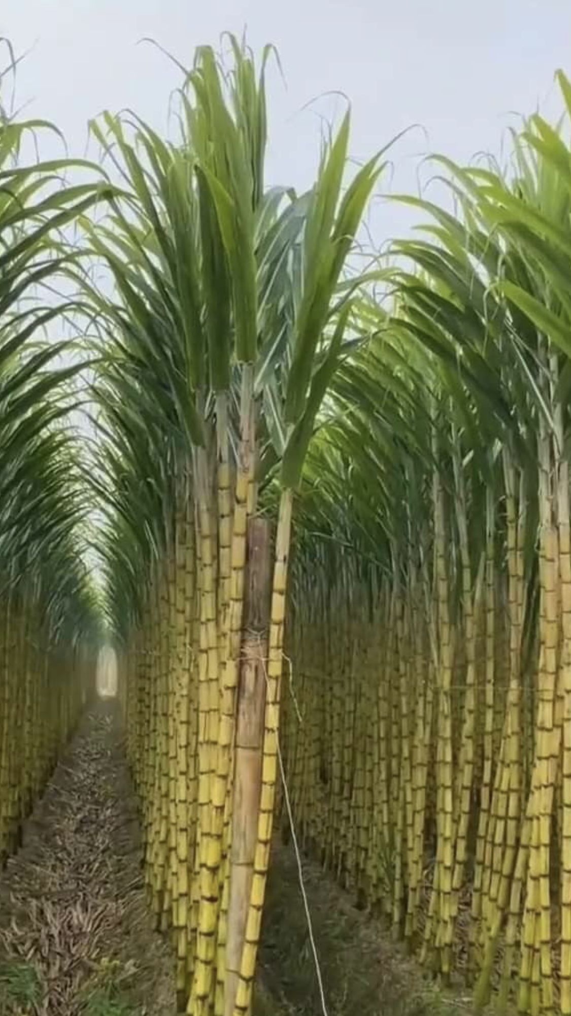 (گُڑ) Gur+Nuts Energy Mix, Dry Nuts and Energy Mix (Chemical Free)