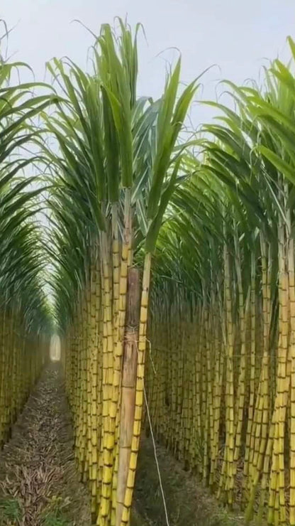 (گُڑ) Gur+Nuts Energy Mix, Dry Nuts and Energy Mix (Chemical Free)